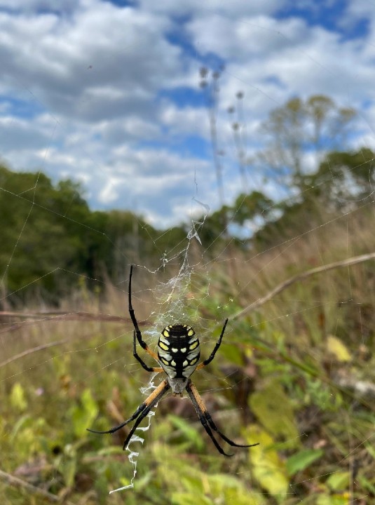 Black and Yellow Garden Spider
